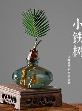 极速水培b植物铁树小盆栽迷你室内办公室桌面好养植物精品绿植造