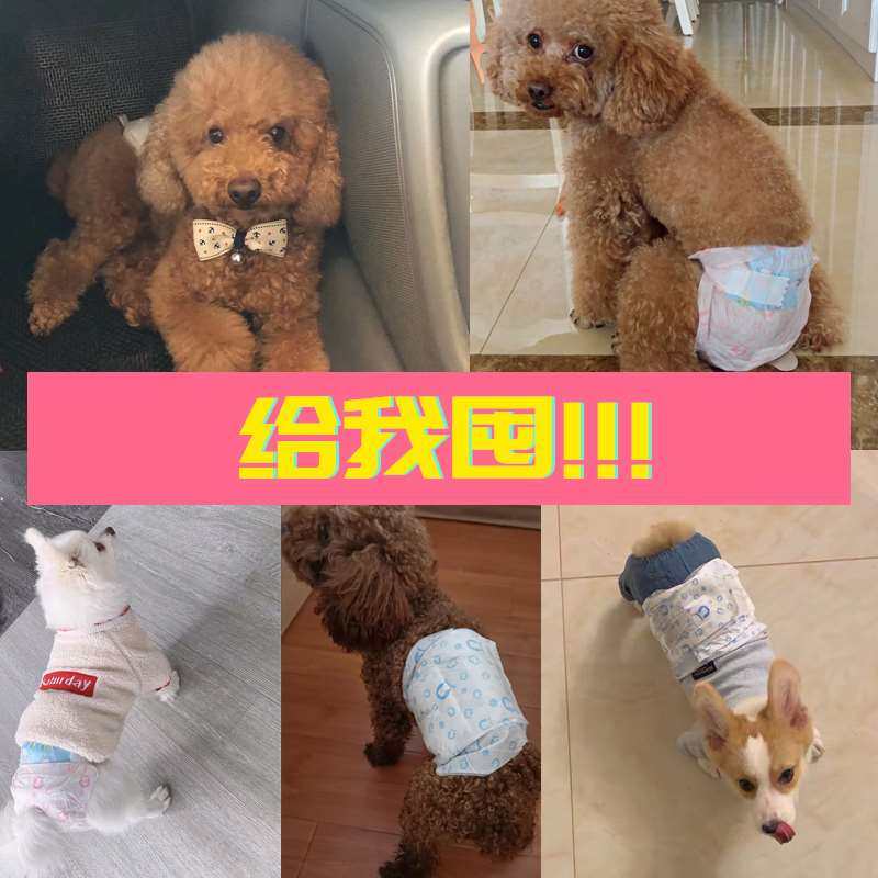 极速茶杯生理裤狗狗纸尿裤幼犬尿不湿宠物K月经母狗姨妈巾公狗安,宠物/宠物食品及用品,生理裤,淘宝优惠券,粉丝福利购,淘宝优惠卷