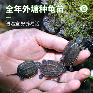 极速小乌龟活物草龟花龟活体w巴西龟地图鳄龟墨龟火焰黄耳深水西