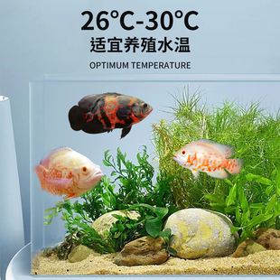 极速疯狂水d草黑白地图鱼猪仔鱼招财风水鱼中大型热带淡水观赏鱼