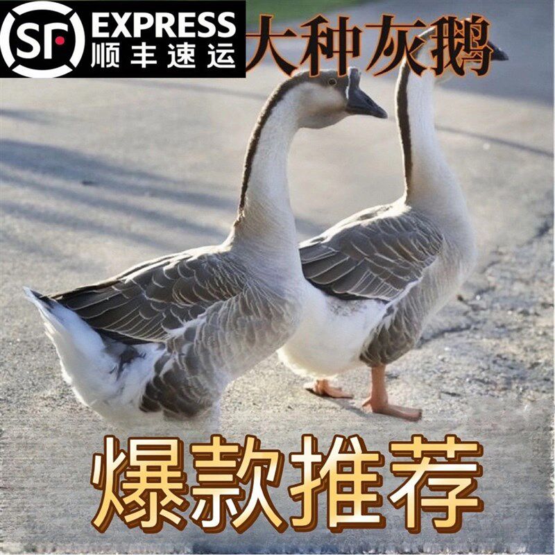 15只装大种灰鹅活苗纯种雁鹅黑棕马岗鹅广东朗德鹅活苗看家宠物鹅