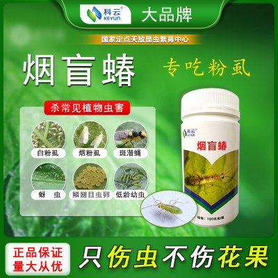 科云捕食性昆虫粉虱天敌捕食性强