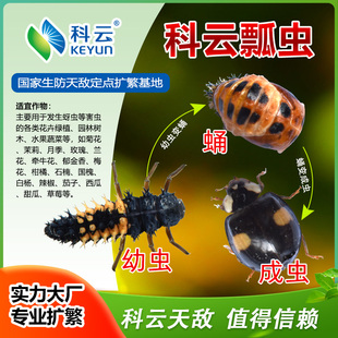 异色瓢虫幼虫成虫专吃蚜虫粉虱月季花卉红菜园蚜虫天敌昆虫生防用