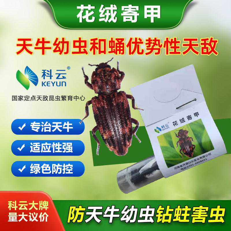 科云林业天牛防治天牛幼虫和蛹图片