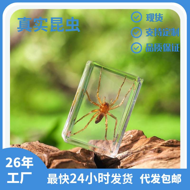 热卖畅销景区玩具新款4.5cm真实昆虫标本透明亚克力琥珀摆件