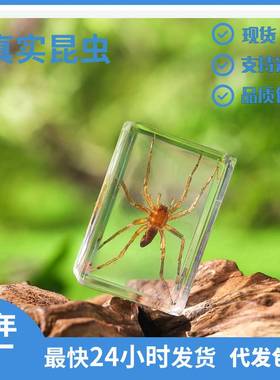 热卖畅销景区玩具新款4.5cm真实昆虫标本透明亚克力琥珀摆件