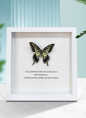 高档网红相框真蝴蝶花稀有