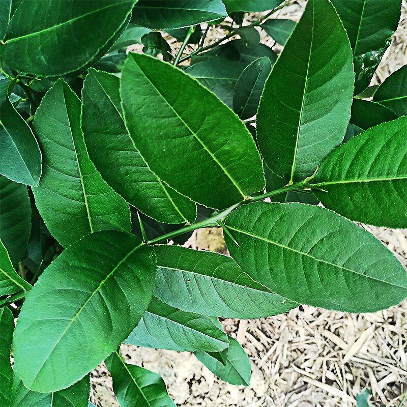 柠檬叶新鲜青柠叶西餐香料料理腌制烹饪调料包邮冬阴功汤原料