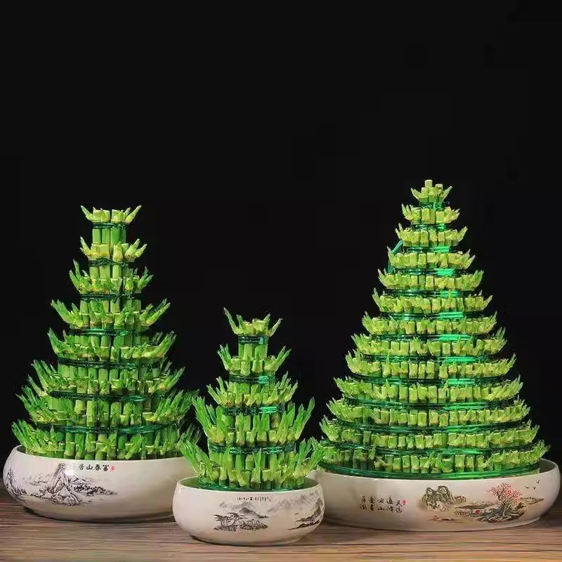 速发节节高富贵竹塔水培室内植物盆栽竹子转运开运竹发财富贵竹宝