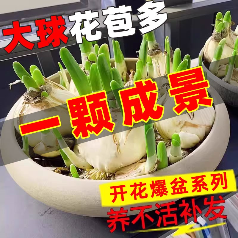 速发【整箱】复瓣水仙花种球水养植物漳州重瓣花水培花卉玉玲珑
