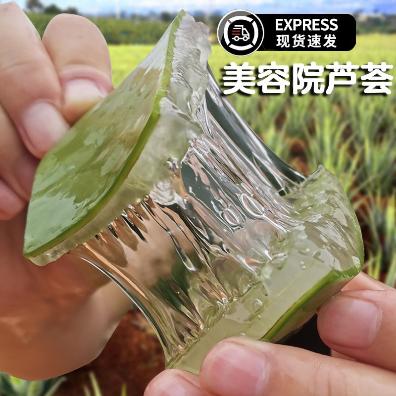 速发库拉索芦荟叶片院灌肤可敷脸植物新鲜可食用芦荟盆栽