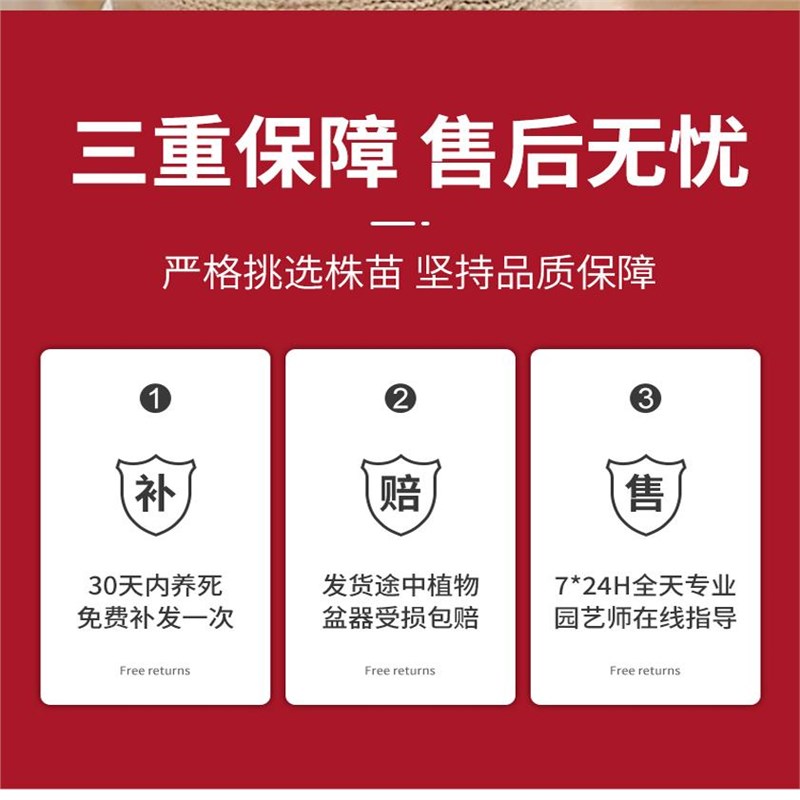 速发稀有熊童子多肉植物精品大株老桩白熊爪锦室内盆栽大颗好养盆