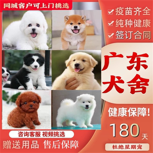 广州佛山犬舍纯种比熊金毛边牧柯基柴犬萨摩耶雪纳瑞博美幼犬狗狗