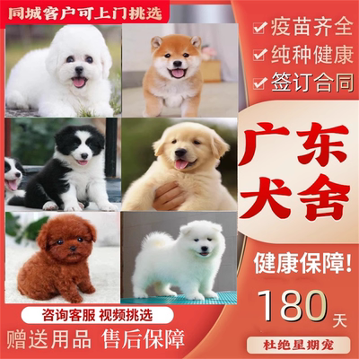 广州佛山犬舍纯种比熊金毛边牧柯基柴犬萨摩耶雪纳瑞博美幼犬狗狗