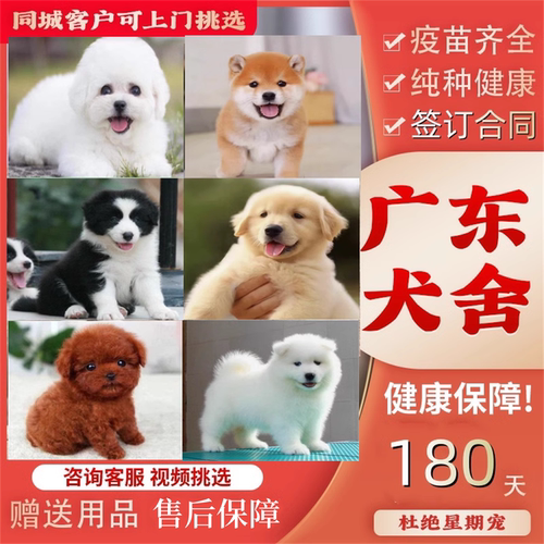 广州佛山犬舍纯种比熊金毛边牧柯基柴犬萨摩耶雪纳瑞博美幼犬狗狗
