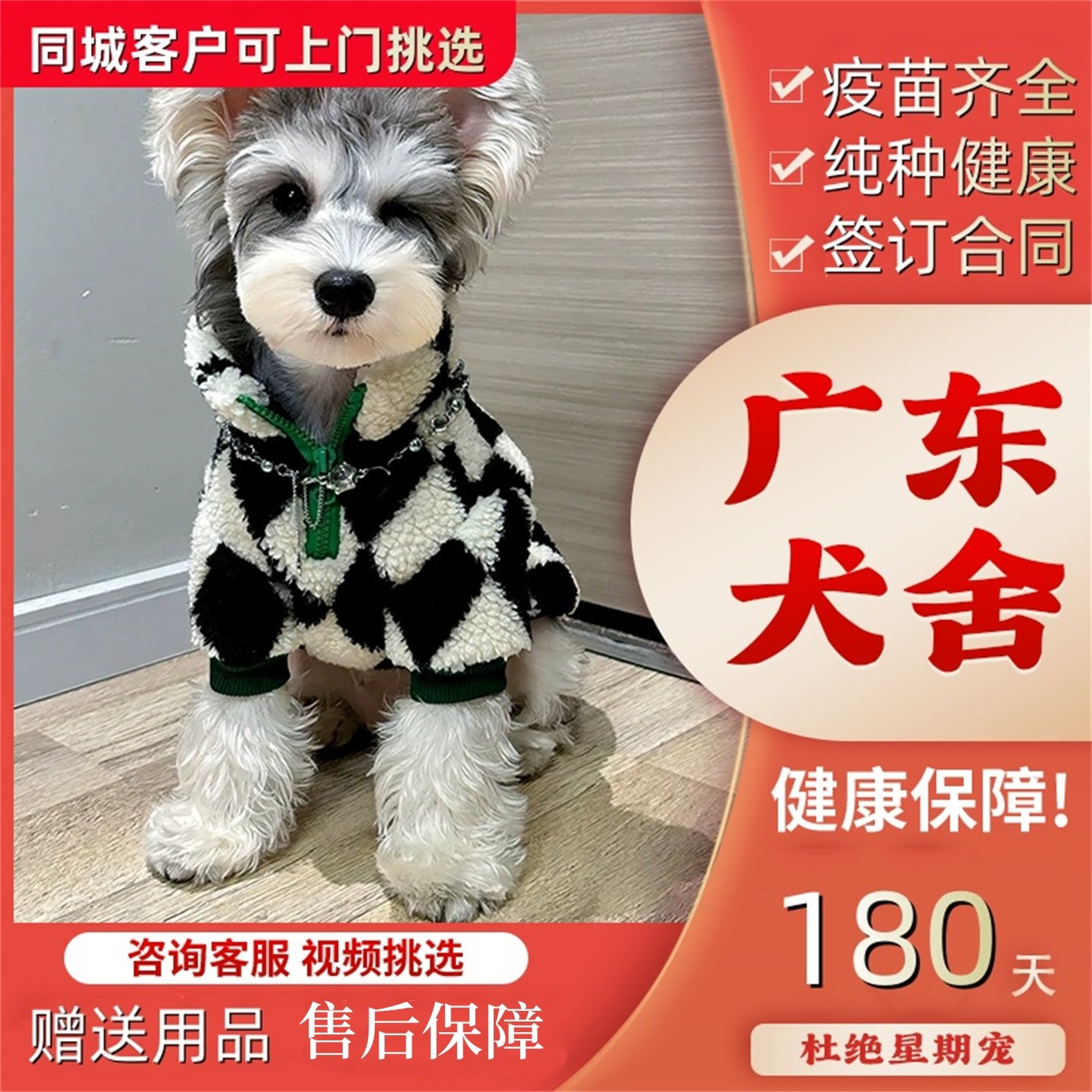 【广州佛山犬舍】纯种雪纳瑞幼犬迷你型活体小体椒盐色黑银宠物狗
