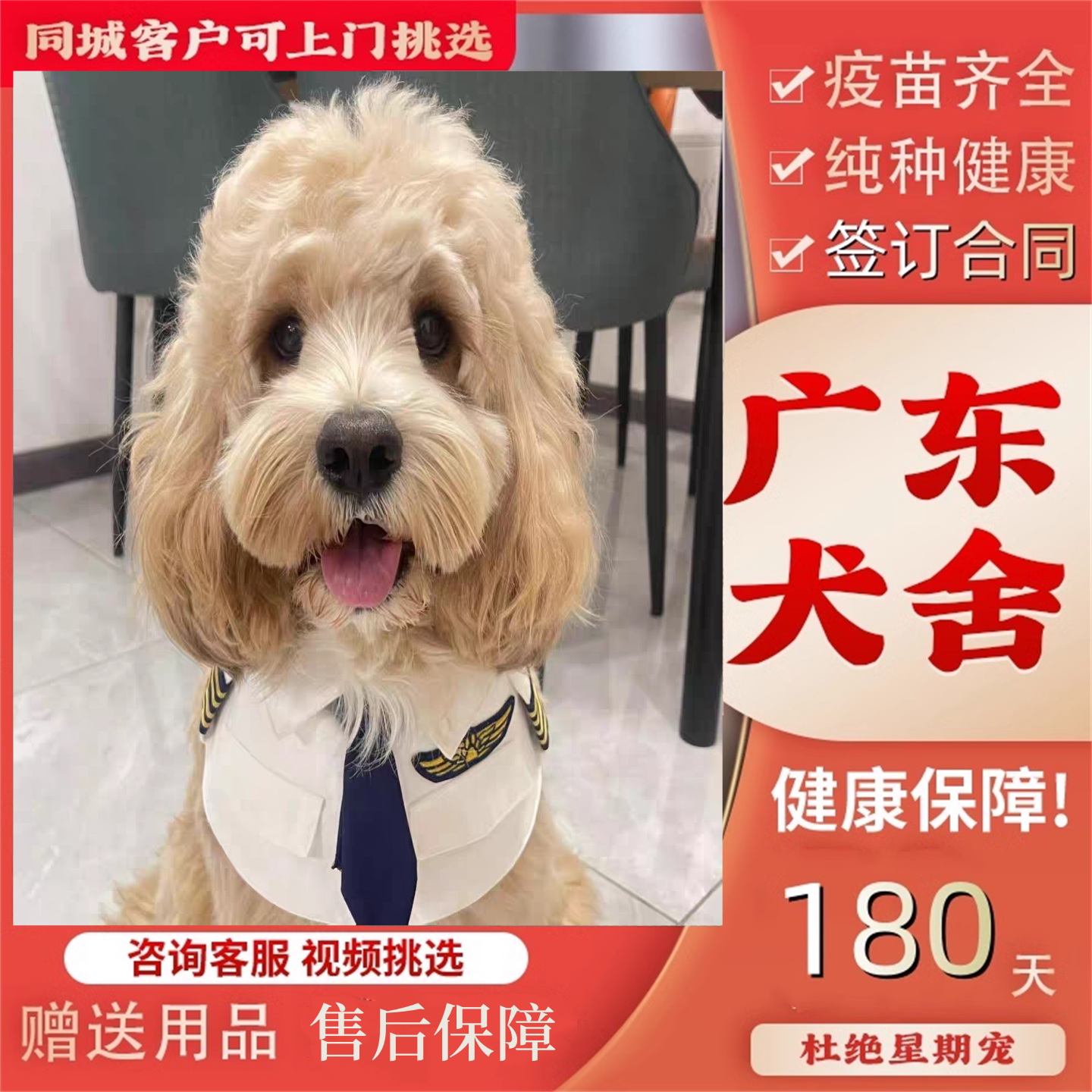 【广州犬舍】纯种可卡布幼犬宠物狗家养纯血统网红狗可卡布犬小狗