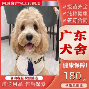 【广州犬舍】纯种可卡布幼犬宠物狗家养纯血统网红狗可卡布犬小狗