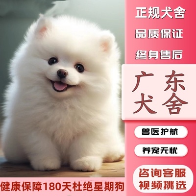 【佛山犬舍】纯种博美犬幼犬哈多利球形博美俊介犬宠物狗狗活体