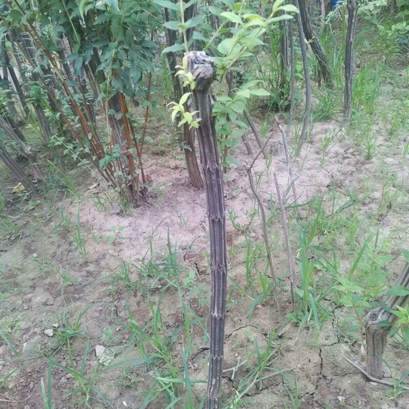 山西六道木九道木降龙木树苗家庭园林绿化供养