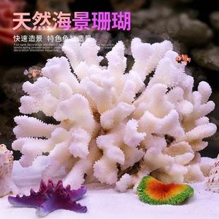 天然壳造海螺白珊瑚石景礁仿真珊瑚缸鱼造景石水族装 饰贝家居摆饰