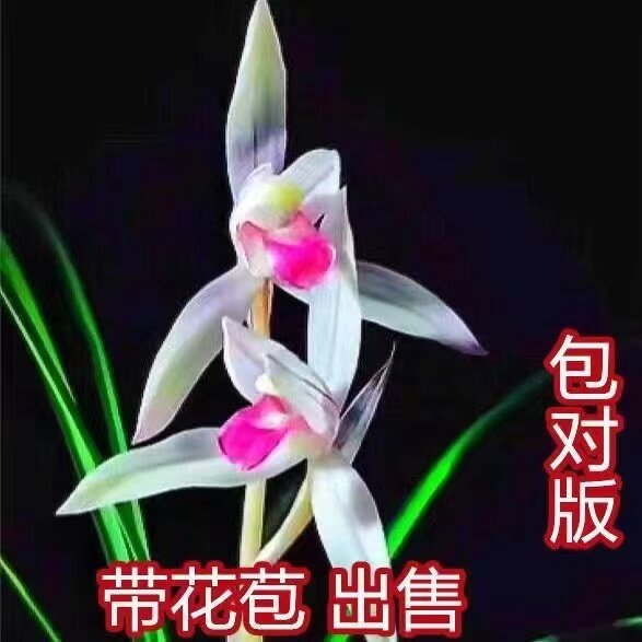 速发现在不带花苞发货 春剑兰花开 盆香 室内花栽花卉