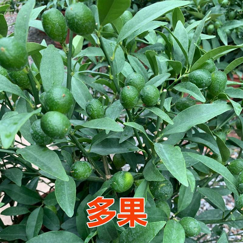 速发植桔盆栽果物带植四季桔果可食用盆栽砂糖橘台绿金花卉