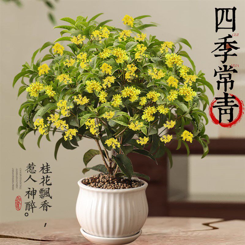 速发四季桂花绿栽浓香型新中式植景矮桩盆盆桌面办公室内盆栽植物