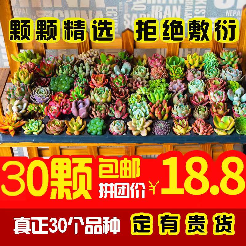 速发多肉植物肉物新手套餐含活带土大颗好养多肉植肉组合易盆室内