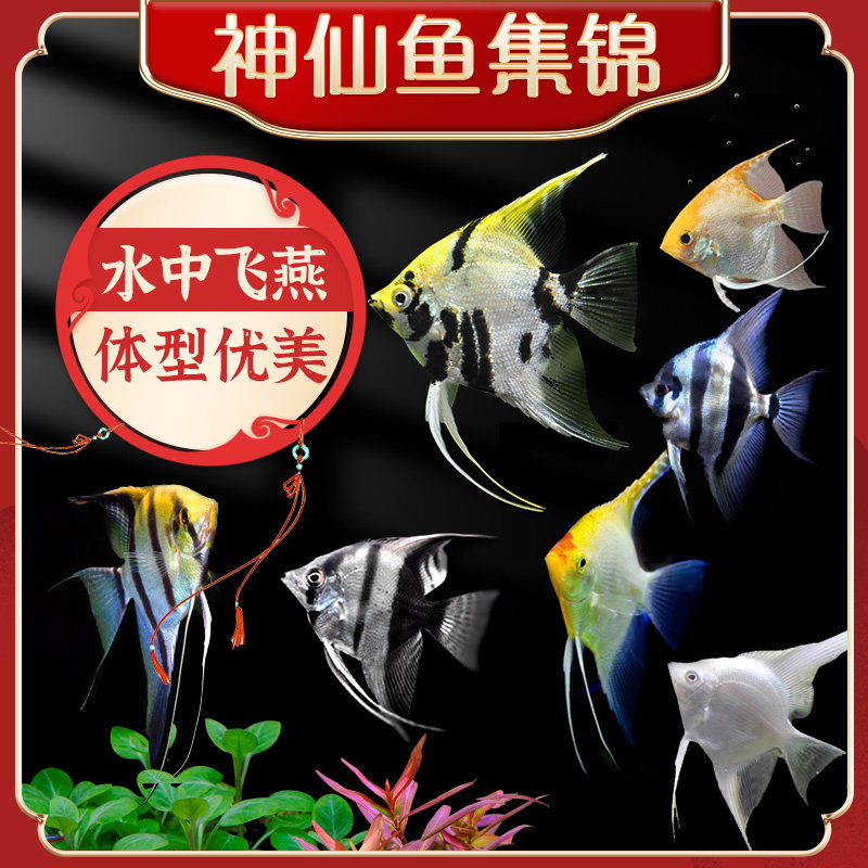 速发型仙鱼活鱼大神燕鱼秘鲁三色热带彩赏鱼七观神仙鱼苗小型淡水