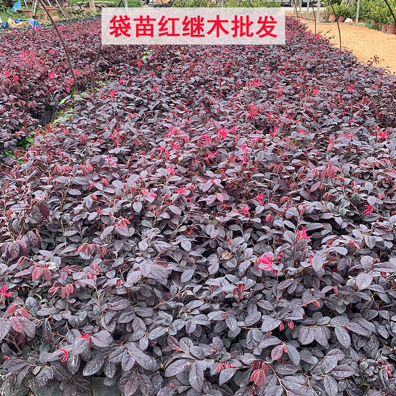 红继木袋苗小苗红花继木红檵木阳台庭院道路绿化工程绿篱色块苗木
