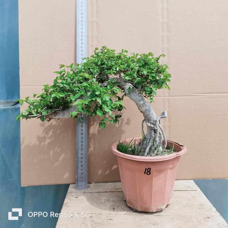 速发小叶榆树盆景树桩造型 榆树盆景古桩 榆树盆景实物 包