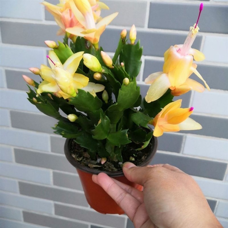 速发(带花苞)蟹爪兰花苗盆栽花卉室内台开花植物盆栽四季开裕康