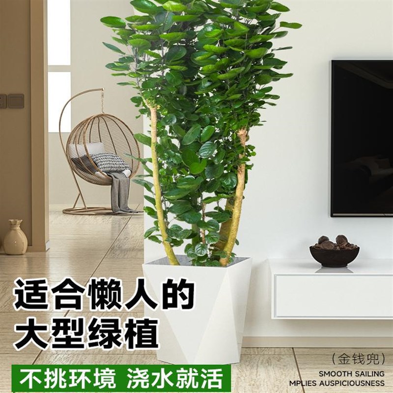 速发金钱兜盆栽 室内植物福禄桐钱树圆叶摇钱树金钱树发财树 花卉