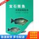 中国农业出版 正版 韩茂森 宝石斑鱼实用养殖技术 社 库存书9787109117297