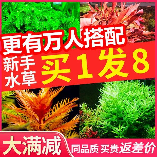 现货速发水草沉水植物狐尾藻伊乐藻高矮苦草刺苦草新鲜水草(轮叶)