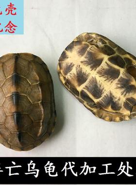 乌龟壳代加工处理自养死亡乌龟留龟壳作纪念品 取壳加工费手工费