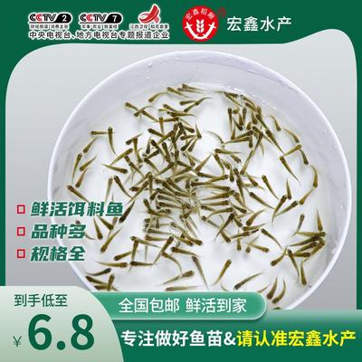 喂乌龟的小鱼苗淡水草鱼食蚊鱼练手鱼饲料鱼红龙饲料鱼闯缸鱼