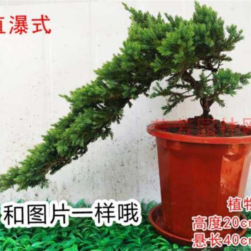速发真盘真树内外柏花生财景真盘景松地松式盆景中树地柏室内植物