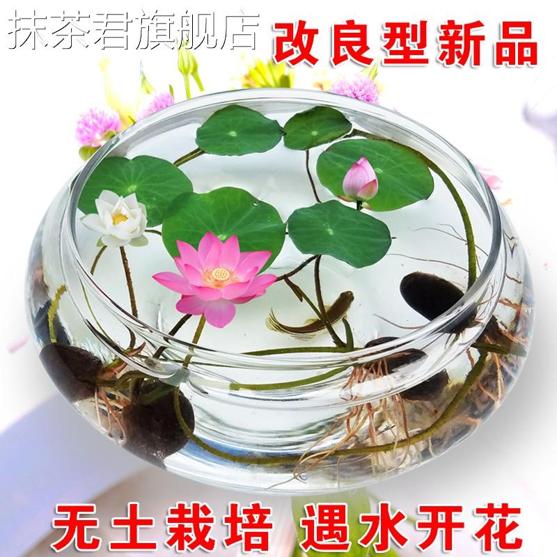 速发碗莲水培种内四季开花水养睡莲荷花室物外盆栽花卉莲花植籽子