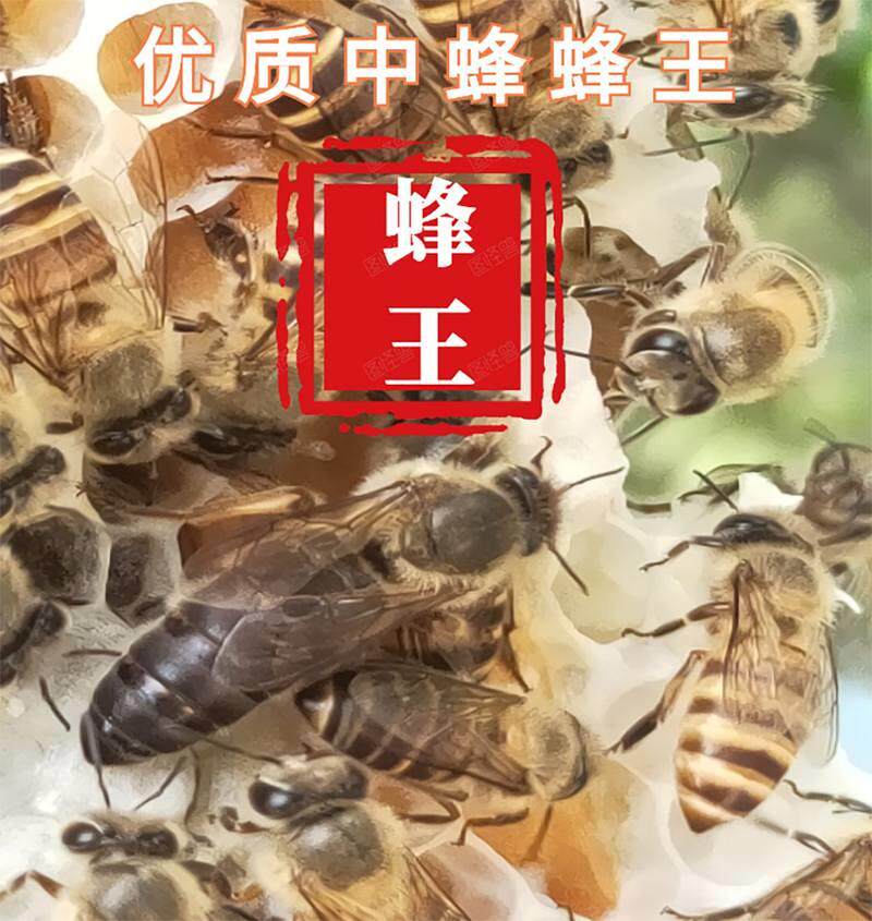 速发蜜蜂蜂群精选中种蜂王高产蜂王蜂王仓王包活到手开产王中蜂群