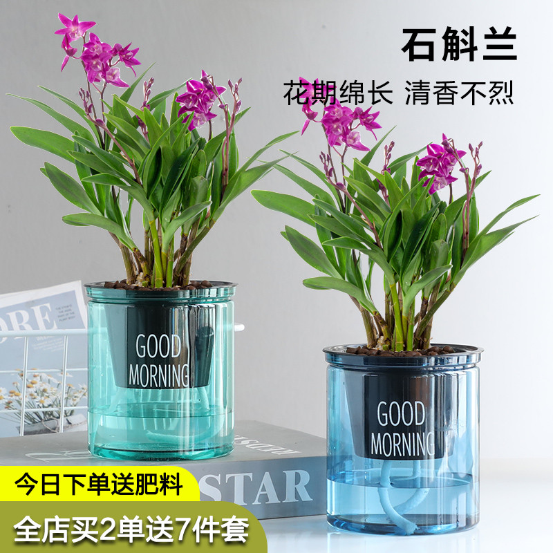 速发浓香澳洲石斛兰花苗养藓球浓苔活好易常青花卉盆栽