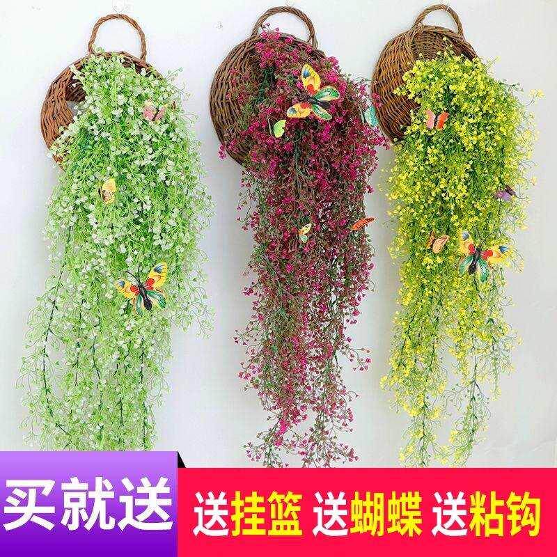 速发室外吊兰盆高端花景悬挂植蓝花植物真花适合客厅摆放的绿吊壁