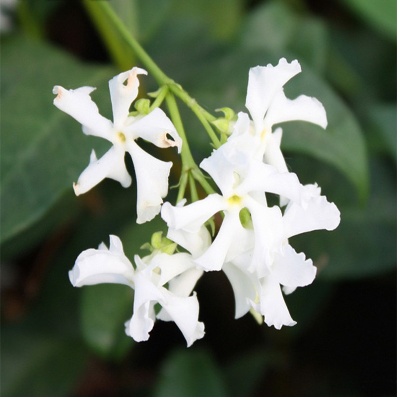 速发茉车茉丝爬藤花卉植物络石藤大苗银莉风莉四季常绿芳香庭院攀