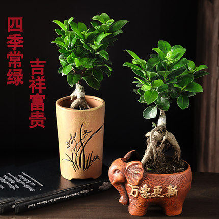 速发四树常苗耐寒榕季造型树桩盆景青室内植物人参榕小叶榕树盆栽