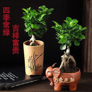 速发四树常苗耐寒榕季造型树桩盆景青室内植物人参榕小叶榕树盆栽