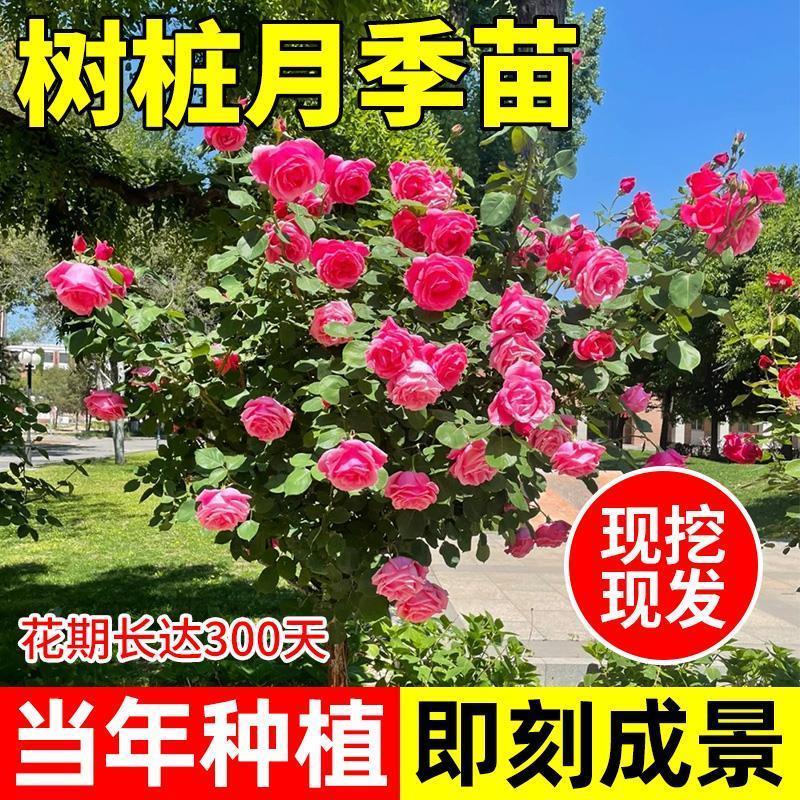 速发棒棒糖树桩月植花苗特大花朵花卉季物庭院四季开玫瑰带花树状