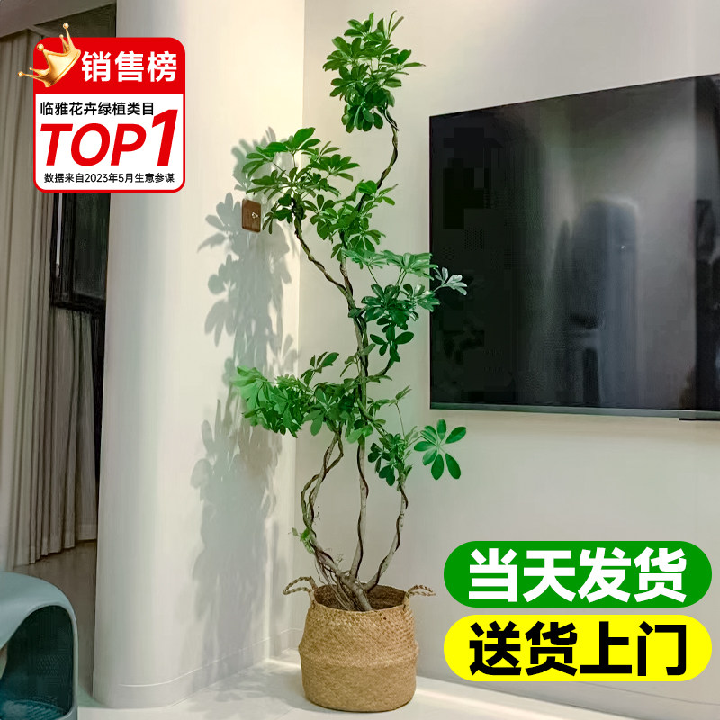 速发鸭脚木盆栽办公室内大型植植景厅落地式绿物鸭掌木盆客去甲醛