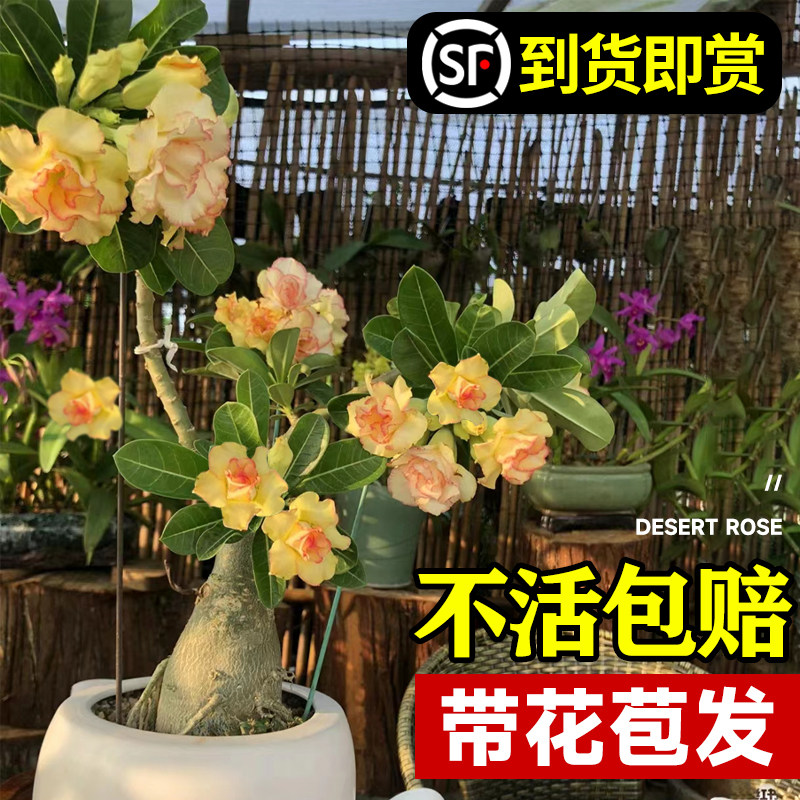 速发沙漠玫瑰盆栽重花带花苞老桩养期超长的瓣卉绿植物室内四季好