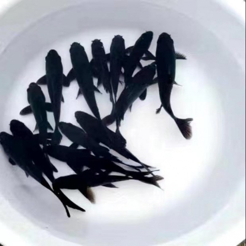 速发小鱼淡水观赏鱼耐活好养型水草观赏鱼活鱼苗鱼缸小冷红白锦鲤
